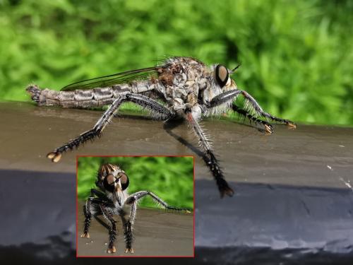 Machimus gonatistes